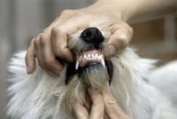 Picture of front view of dog's teeth