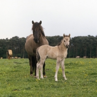 Picture of front view of Dulmen with foal 