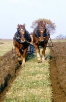 Picture of front view of suffolk punch horses ploughing at paul heiney's farm 