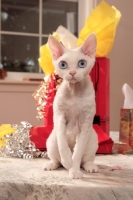 Picture of front view of white Devon Rex on table with presents