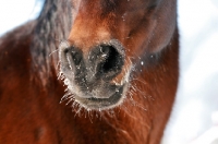 Picture of frost covered muzzle of bay Morgan mare in winter