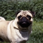 Picture of frowning pug, head study