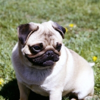 Picture of frowning pug