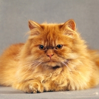 Picture of frowning red longhair cat 