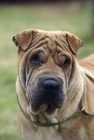 Picture of frowning shar pei