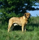 Picture of froy,  broholmer standing in a field