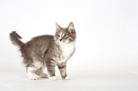 Picture of full body grey tabby and white kitten