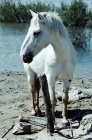 Picture of full body shot of a camargue pony