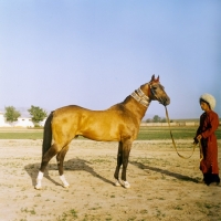 Picture of full body shot of akhal teke with groom in tradition turkmen clothes