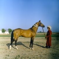 Picture of full body shot of akhal teke with handler, groom in traditional turkmen clothes