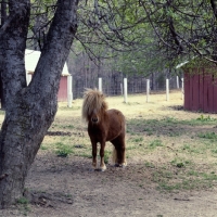 Picture of full body shot of american miniature horse, shadyacres