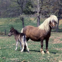 Picture of full body shot of American miniature horse with foal, shadyacres