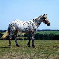 Picture of full body shot of Appaloosa