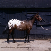 Picture of full body shot of Appaloosa