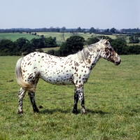 Picture of full body shot of Appaloosa