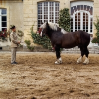 Picture of full body shot of Breton standing with handler