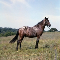 Picture of full body shot of pony of the americas, little bird