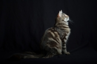 Picture of Full body side shot of Quadzilla's Taiji sitting, studio shot with black background