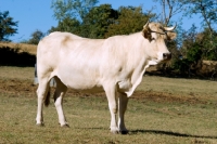 Picture of full body side view of a blonde d'aquitaine cow