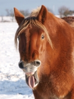 Picture of funny Suffolk Punch