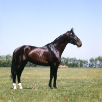 Picture of Furioso 11, Furioso stallion at Apaj Stud, Kiskunsag State Farm