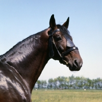 Picture of Furioso 11, Furioso stallion head study at Apaj stud, Kiskunsag State Farm