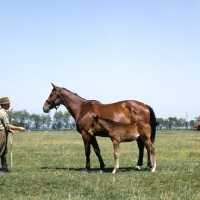 Picture of Furioso North Star mare and foal at Apaj stud, Kiskunsag State Farm