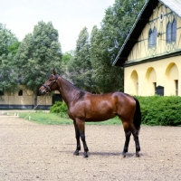 Picture of Furioso North Star mare at MezÅ‘hegyes, Austrian Empire yellow stable