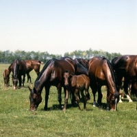 Picture of Furioso North Star mares and foals grazing at Kiskunsag, Hungary