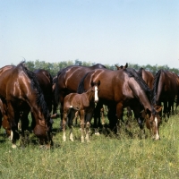 Picture of Furioso North Star mares and foals at Kiskunsag 