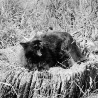 Picture of furious long haired black cat disturbed while resting on a tree stump