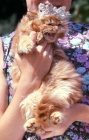 Picture of furious red tabby cat wearing tiara held by woman