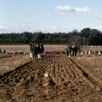 Picture of furrows, shire horses ploughing at spring working