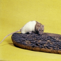Picture of fÃ¥wn hooded rat on log