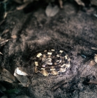 Picture of gaboon viper in tanzania