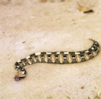 Picture of gaboon viper posed by c j p ionides in tanzania