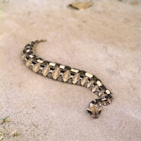 Picture of gaboon viper posed by c j p ionides in tanzania