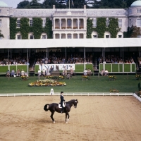 Picture of gabriella grillo riding ultimo, trakehner stallion, 
dressage at goodwood