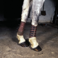 Picture of gaiters  worn by a cob  