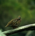 Picture of galapagos dove on branch, james island, galapagos islands
