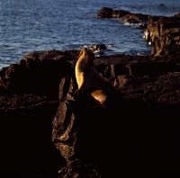 Picture of galapagos fur seal on lava on james island, galapagos 