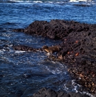 Picture of galapagos fur seal with sally lightfoot crabs at james bay, james island, galapagos islands