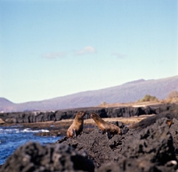 Picture of galapagos fur seals at james bay on james island, galapagos islands