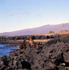 Picture of galapagos fur seals on james bay, james island, galapagos islands