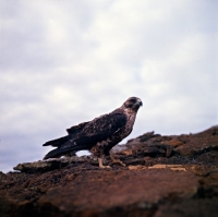 Picture of galapagos hawk on bartolome island, galapagos islands