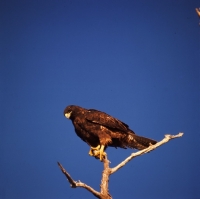 Picture of galapagos hawk on branch, punta espinosa, galapagos 