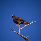 Picture of galapagos hawk on fernandina island, galapagos islands