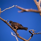 Picture of galapagos hawk spotting prey, punta espinosa, galapagos islands