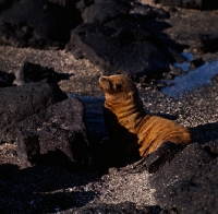 Picture of galapagos sea lion at punta espinosa, fernandina island, galapagos islands