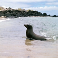 Picture of galapagos sea lion coming out of water on sullivan bay, james island, galapagos islands